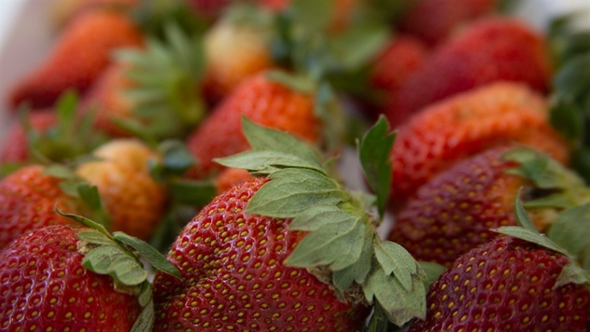 Produção de morangos no RS: Pelotas encerra safra, Lajeado planeja novo ciclo e Santa Rosa enfrenta desafios