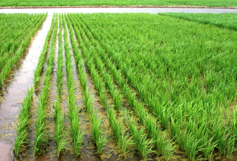 Chuvas favorecem lavouras de arroz no RS, mas produtores temem queda nos preços