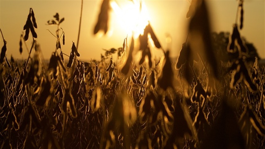 Safra de soja 2024/2025 tem queda de 38% na produtividade no RS, segundo Emater