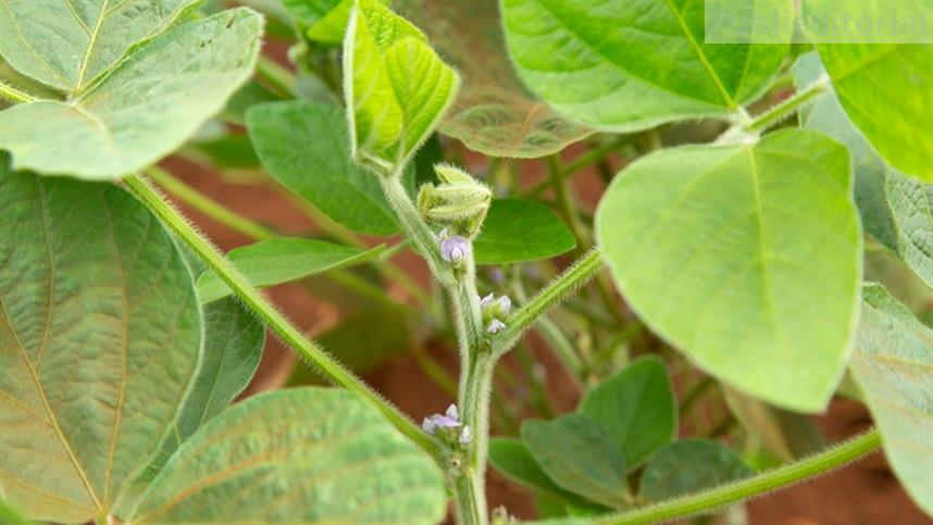 Ferrugem-asiática preocupa produtores de soja com início da semeadura