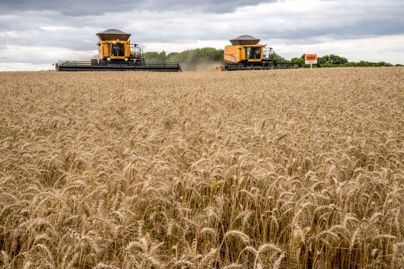 Produção de trigo no Brasil é estimada em 7,7 milhões de toneladas na safra 2025/26, aponta Conab