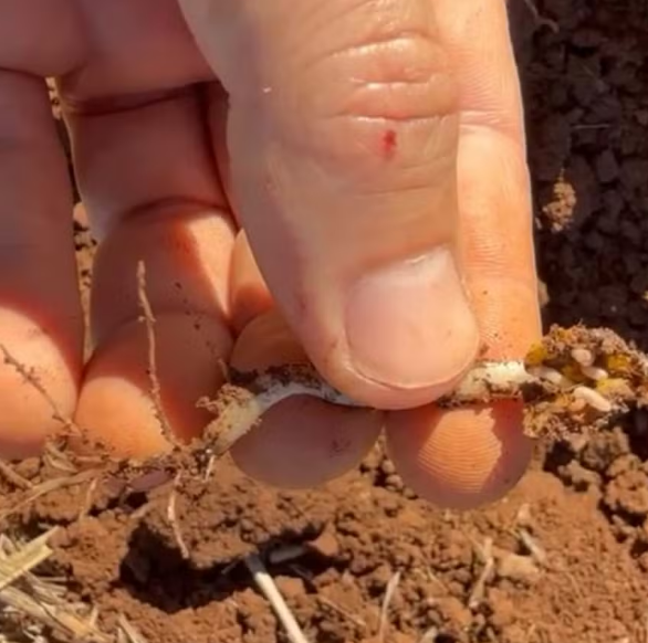 Alerta para produtores: bicheira da semente ameaça lavouras de soja no Rio Grande do Sul