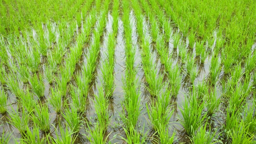 Semeadura do arroz no RS atinge 57% da área prevista, com destaque para avanço na Zona Sul