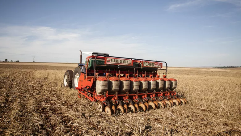 Semeadura da soja avança para 43% no Rio Grande do Sul, mas permanece abaixo da média dos últimos cinco anos