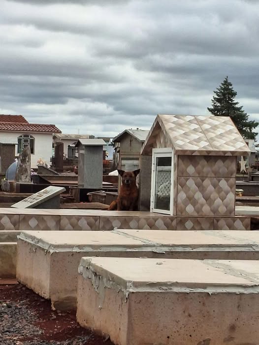 Cão fiel emociona moradores ao permanecer diariamente junto a túmulo em cemitério de Humaitá