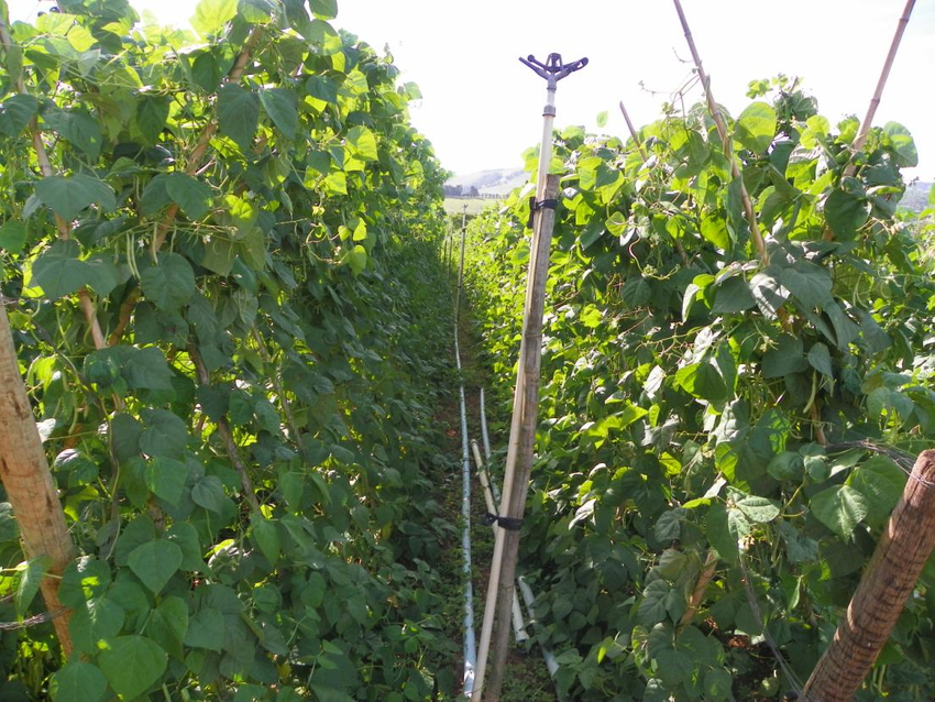 Frio atrasa colheita, mas cultivo de feijão-de-vagem mantém boa qualidade no Rio Grande do Sul