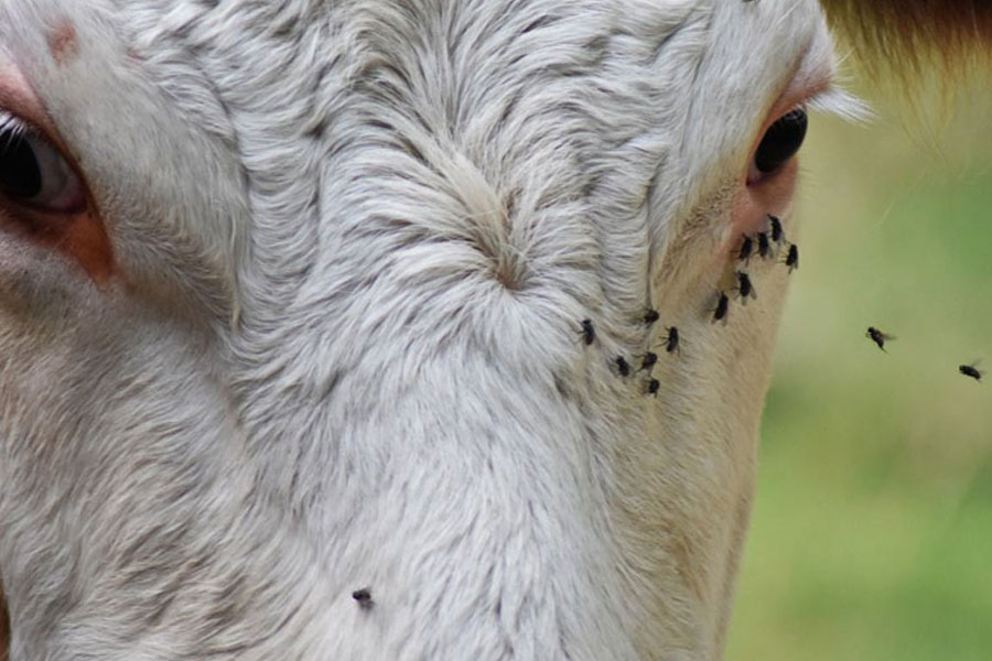 Período das águas intensifica infestação de mosca-dos-chifres, e Zoetis retoma distribuição do brinco TOP TAG 180