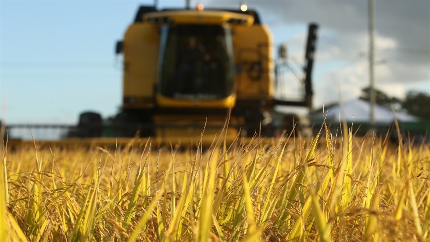 Produtores de arroz do RS enfrentam décimo mês de prejuízo com custos acima dos preços de venda
