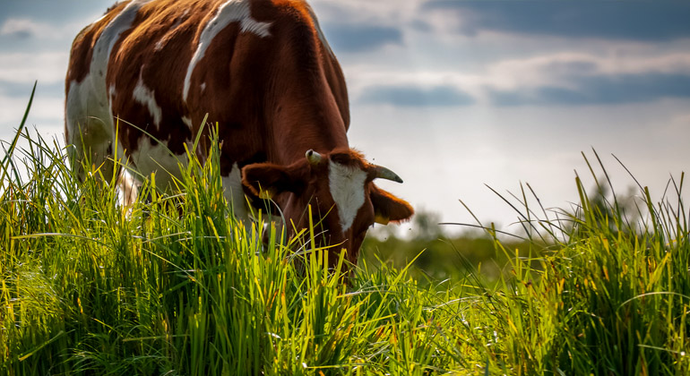 Pastagens avançam no Rio Grande do Sul com impulso das chuvas e maior luminosidade