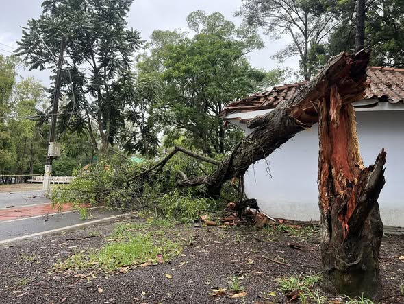 Ventos de até 70 km/h provocam estragos em Soledade e causam interdição do Parque Centenário Rui Ortiz