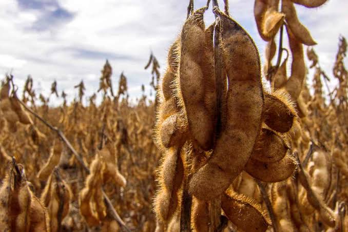 Semeadura da soja atinge 74% no RS, mas falta de umidade reduz ritmo dos trabalhos, aponta Emater