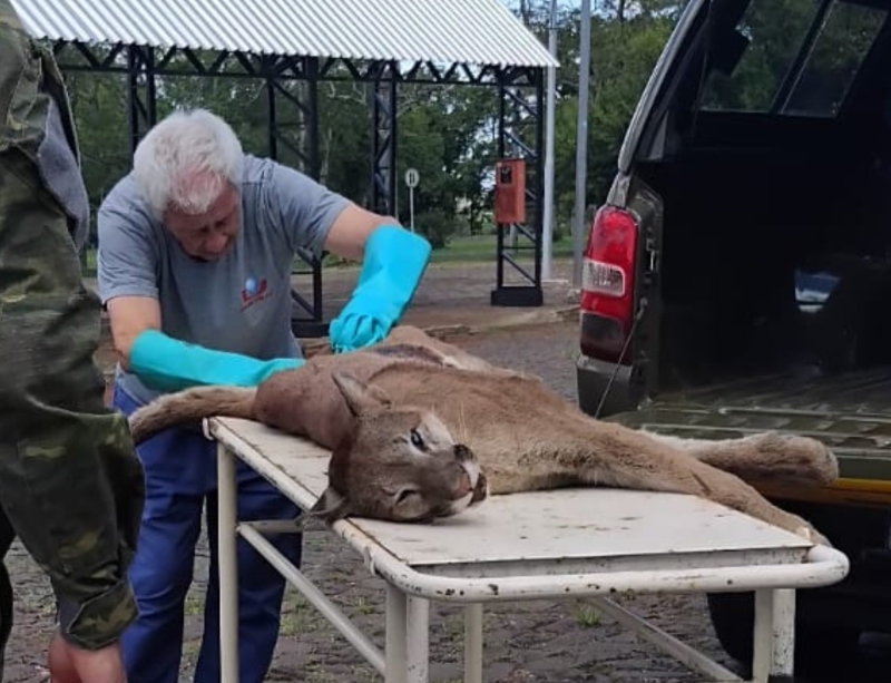 UNICRUZ recebe onça-parda atropelada na RSC-377 e caso acende alerta para conservação da espécie