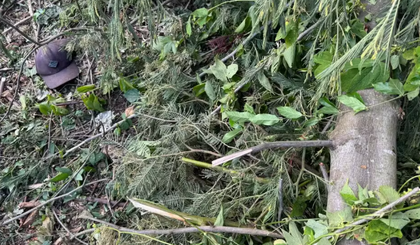 Idoso de 75 anos morre ao ser atingido por árvore em propriedade rural de Três Coroas