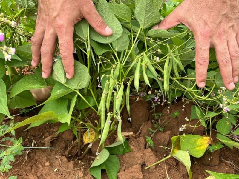 Feijão tem plantio eficiente no RS, mas área cultivada diminui na safra 2025/2026