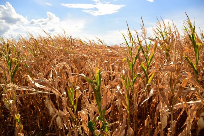 Chuvas amenizam estresse hídrico e recuperam parcialmente lavouras de soja no Rio Grande do Sul