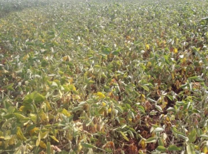 Espumoso avalia decretar situação de emergência devido à estiagem e convoca produtores para levantamento de perdas