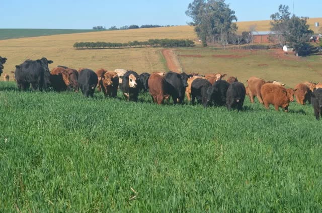 Chuvas abaixo da média em fevereiro no Rio Grande do Sul impactam lavouras e pastagens, aponta comunicado da Seapi