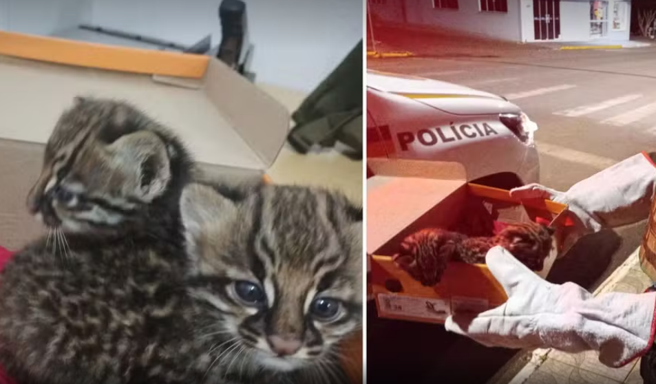 Filhotes de jaguatirica debilitados são resgatados em Seberi e encaminhados para reabilitação