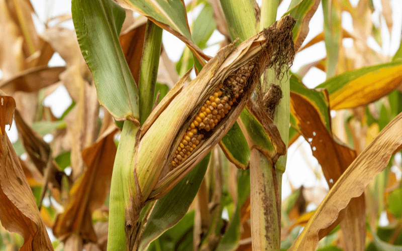 Pragas e doenças causam perdas bilionárias na produção de milho no Brasil, aponta estudo da Embrapa