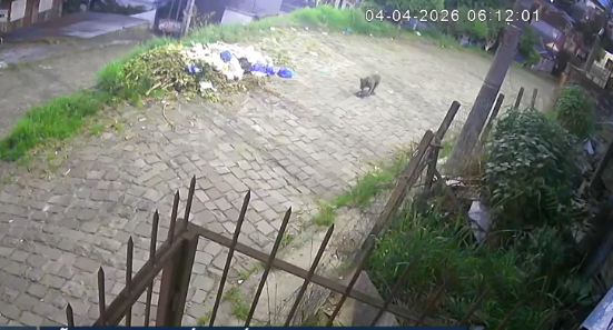 Cão comunitário é agredido duas vezes em três dias e caso é investigado em Caxias do Sul