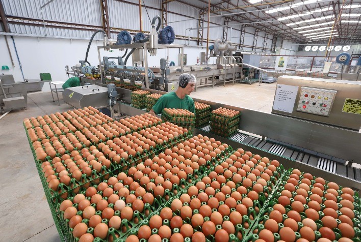 Exportações de ovos do Rio Grande do Sul crescem mais de 30% no primeiro quadrimestre do ano