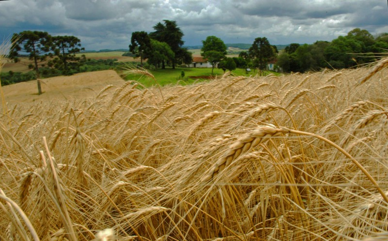 Semeadura do trigo começa no RS com previsão de forte redução da área cultivada na safra 2026