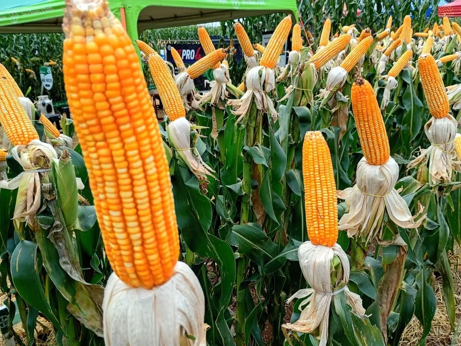Produtores gaúchos se destacam no Getap Verão 2026 com lavouras de milho acima de 350 sacas por hectare