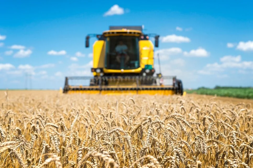 Safra de trigo deve encolher no Brasil e Rio Grande do Sul pode ter queda superior a 30% na produção