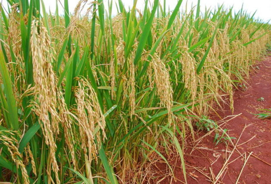 Maior oferta derruba preços do arroz no Rio Grande do Sul após breve reação do mercado