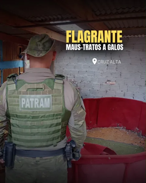 Operação resgata 80 galos em situação de maus-tratos e identifica indícios de rinha em Cruz Alta