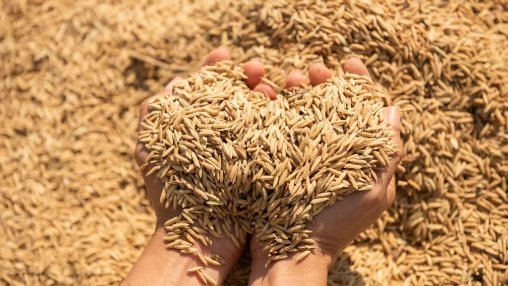 Colheita do arroz é concluída no RS com alta produtividade, mas produtores enfrentam queda nos preços