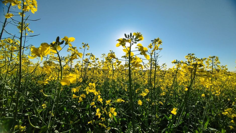 Tempo seco favorece plantio da canola no RS, enquanto trigo e cevada devem ter redução de área na safra 2026