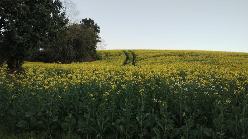 Rio Grande do Sul deverá ampliar em 52% a área de canola, enquanto cultivo de trigo deve recuar 20%