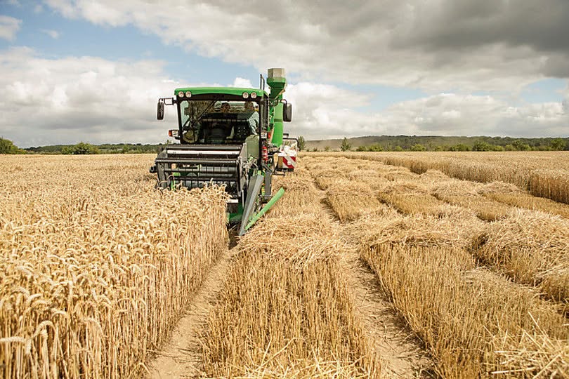 Área de trigo no Rio Grande do Sul deve cair 31,5% na safra de inverno de 2026 e preocupa cooperativas