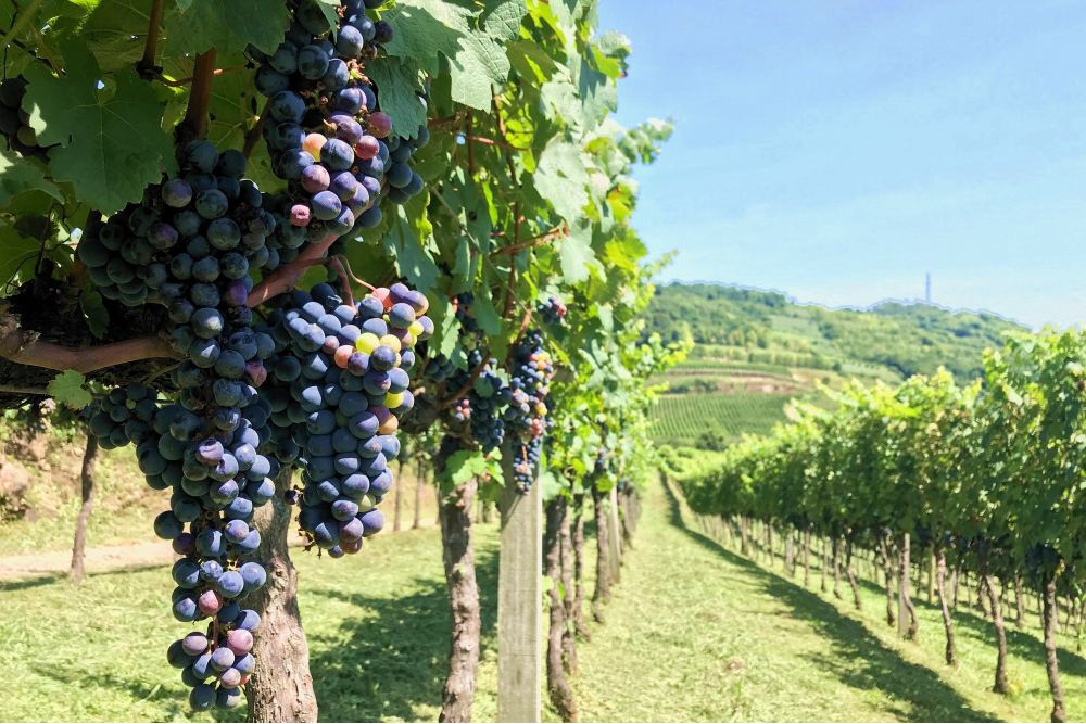 Dia Estadual do Vinho: RS investe R$ 44,3 milhões na vitivinicultura e mantém liderança nacional na produção