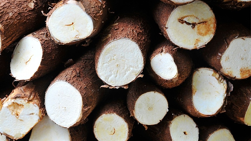 Colheita da mandioca avança no RS com boa produtividade e mercado aquecido, aponta Emater