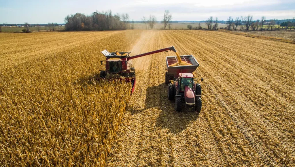 Colheita do milho chega a 96% no RS, mas geadas afetam áreas tardias e preocupam produtores
