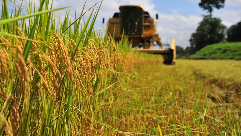 Leilão da Conab comercializa 22,7 mil toneladas de arroz do Rio Grande do Sul e reforça debate sobre apoio aos produtores