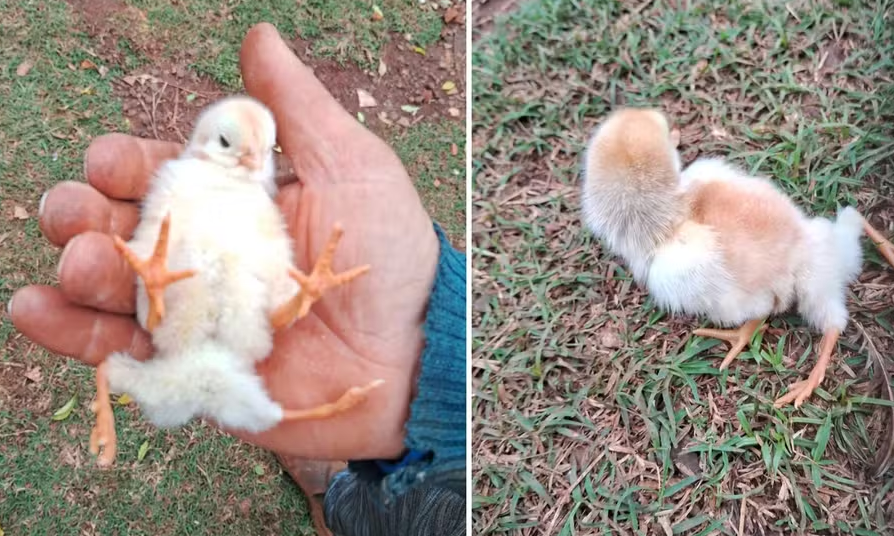 Pintinho com quatro patas nasce em São Borja e surpreende produtor rural