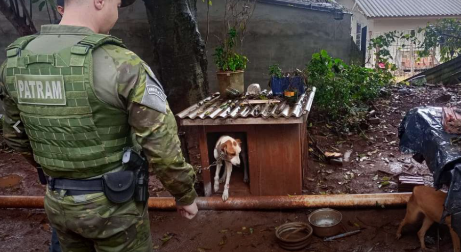 Mulher é presa em Cruz Alta após três cães serem encontrados desnutridos e em situação de maus-tratos