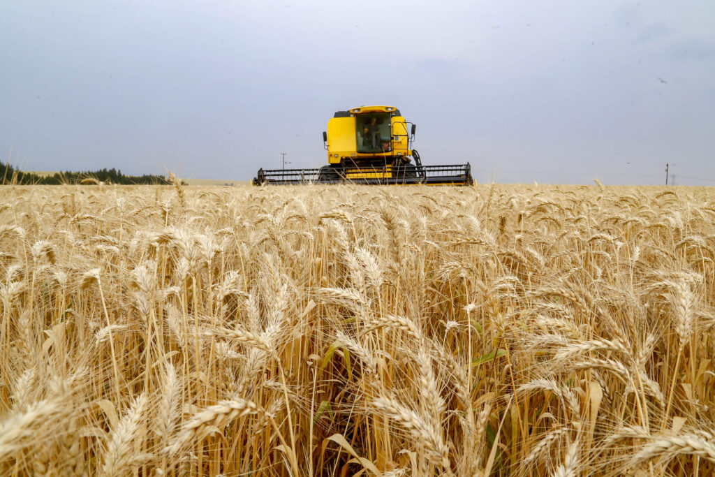 Plantio de trigo avança de forma desigual no Rio Grande do Sul; canola e aveia-branca apresentam bom desenvolvimento