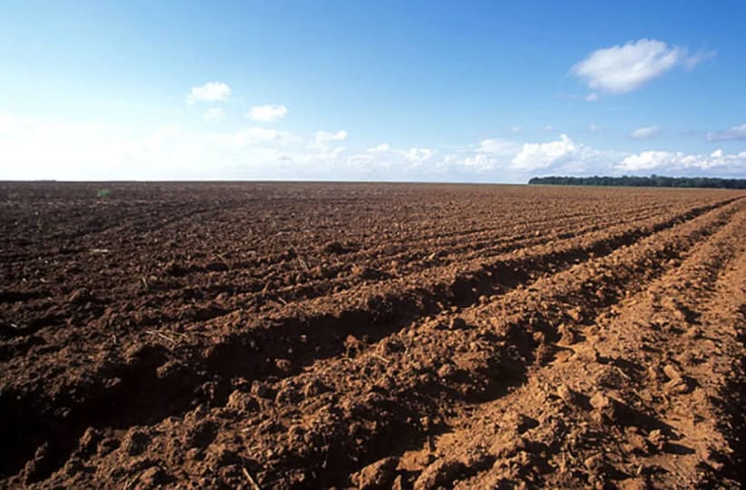 Vazio sanitário da soja começa no Rio Grande do Sul para combater a ferrugem asiática