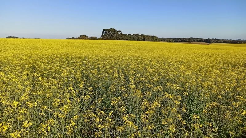 Cultivo de carinata avança no Rio Grande do Sul e ganha espaço como alternativa ao trigo