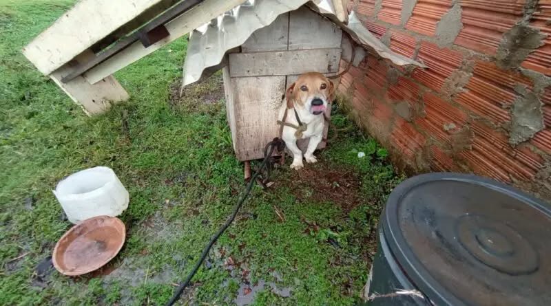 Cão é resgatado em situação de maus-tratos durante fiscalização em Cruz Alta