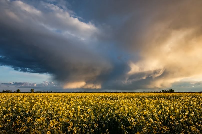 Temporais elevam preocupação com lavouras de canola no Rio Grande do Sul