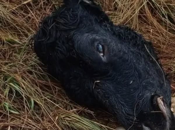 Criminosos invadem propriedade rural, abatem vacas e furtam animais e ferramentas no interior de Cruz Alta