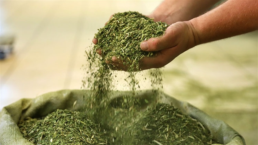 Preços da erva-mate seguem estáveis no RS enquanto produtores intensificam manejo e preparação para o plantio