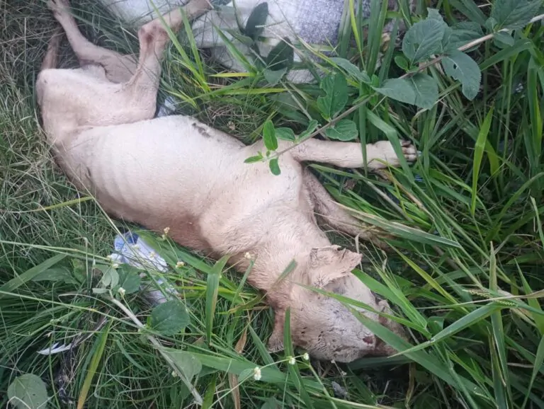 Homem é preso em flagrante por maus-tratos a animais e suspeita de rinha de galos em Cruz Alta