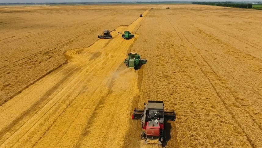 Mercado do trigo ganha destaque com alta em Chicago e preocupação com o clima no Sul do Brasil