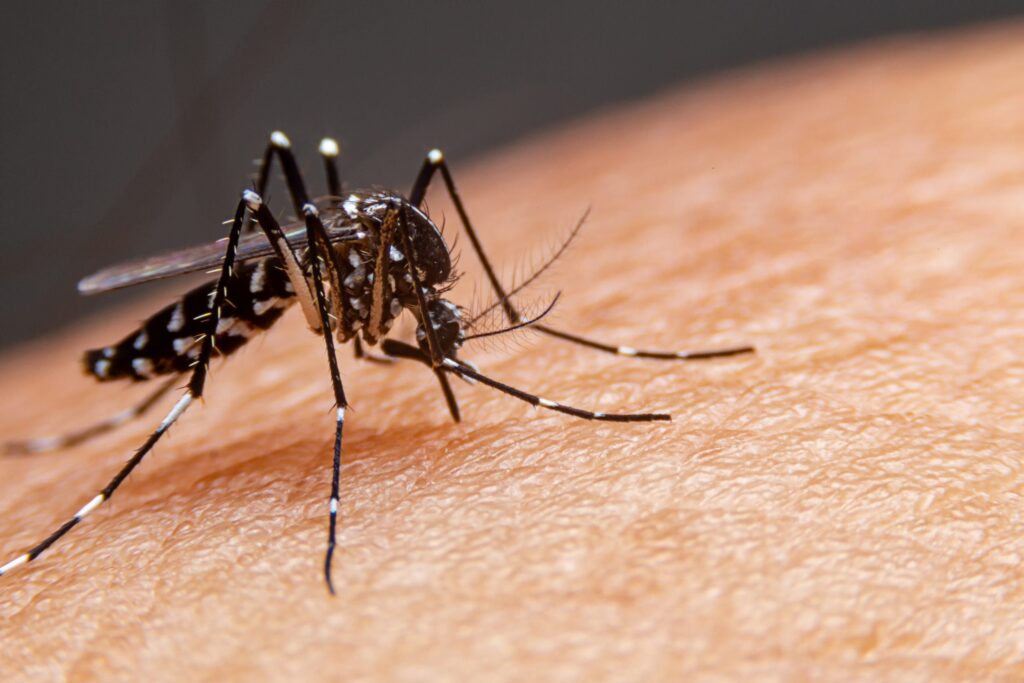 RS reforça prevenção contra dengue diante de alerta sobre avanço das arboviroses com El Niño